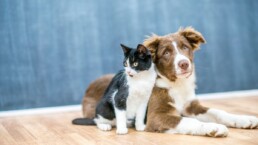 what happens to pets in divorce, dog and cat